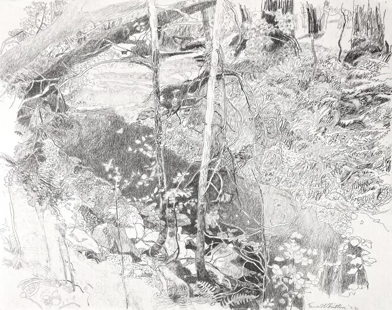 Image of Nicasio Creek by Heavy Bear, 2026, pencil on paper, 11