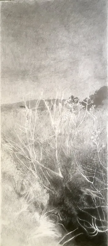 Image of Willows Near Tomales Bay, 2018, Pencil on Paper, 24