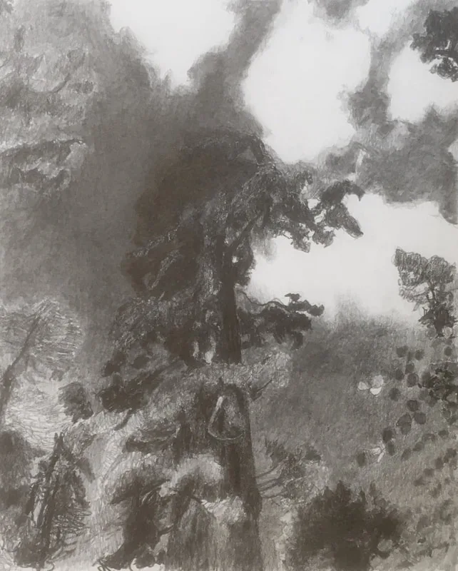 Image of Sequoia Giganteum, 2018, Pencil on Paper, 7.5